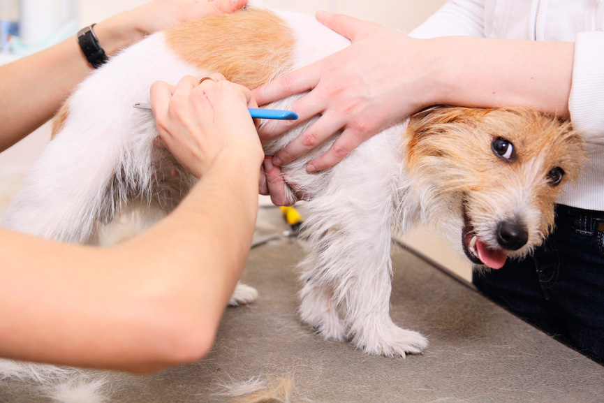 Pet Services