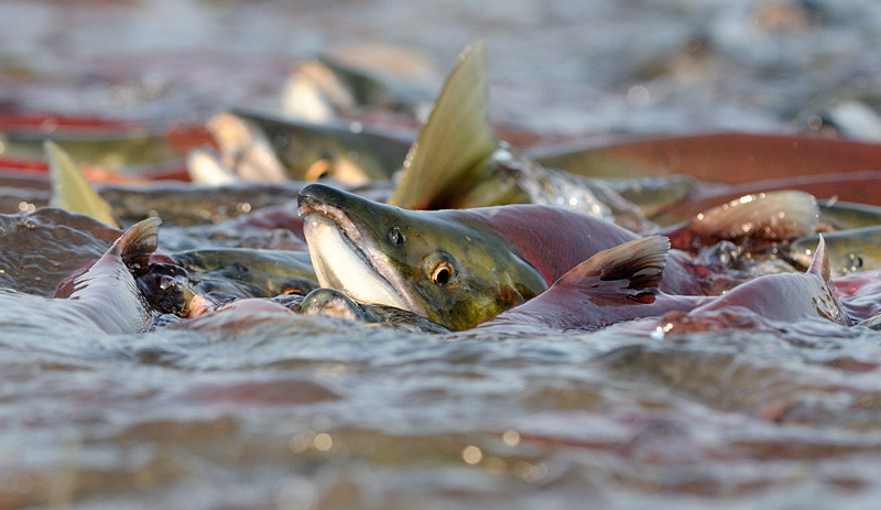 Powell-River-Salmon-Society Powell-River-Salmon-Society